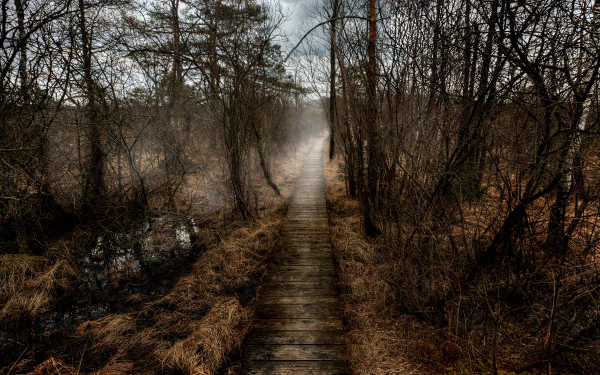 A foggy forest scene with a man-made wooden boardwalk path winding through dense trees, captured in 4K Ultra HD for a PC desktop wallpaper background.