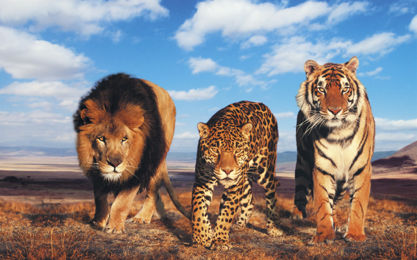 Animal Other Tiger Lion Leopard Big Cat predator HD Wallpaper | Background Image