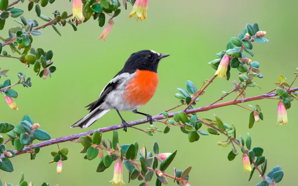 branch bird Animal robin HD Desktop Wallpaper | Background Image