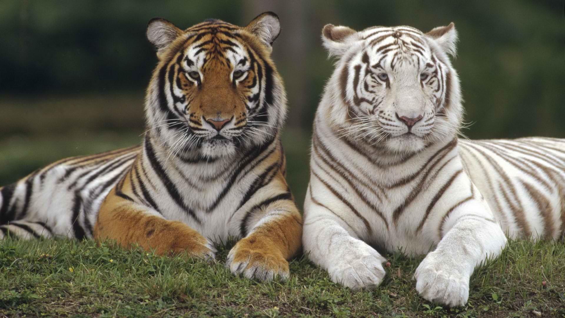 20+ White Tiger HD Wallpapers and Backgrounds
