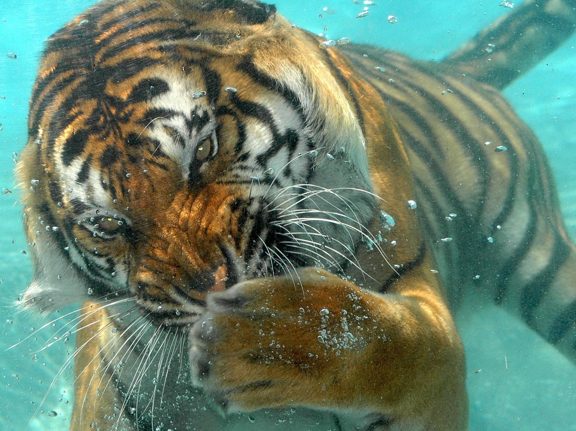 tiger diving underwater