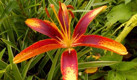 red flower nature flower HD Desktop Wallpaper | Background Image