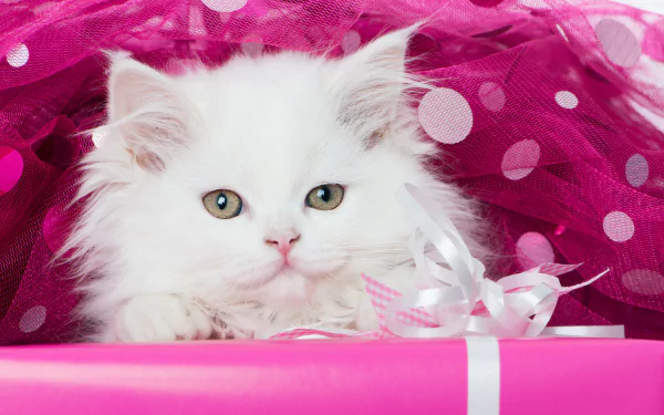 Fluffy white kitten with green eyes nestled in pink polka-dot tulle and ribbon — 5K Ultra HD PC desktop wallpaper/background of an animal cat.