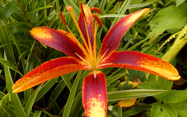 red flower nature flower HD Desktop Wallpaper | Background Image