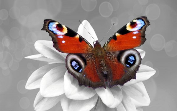 Animal Butterfly Insects Insect Flower HD Wallpaper | Background Image