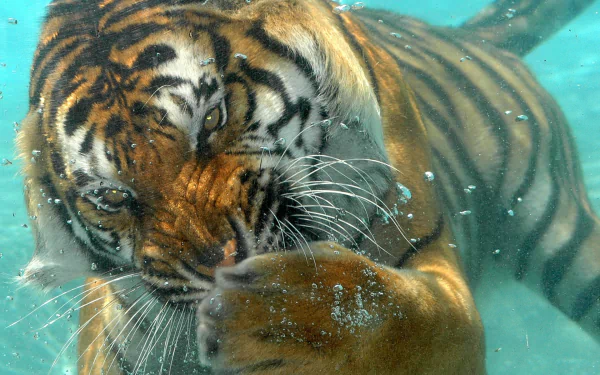  a bengal tiger swimming underwater