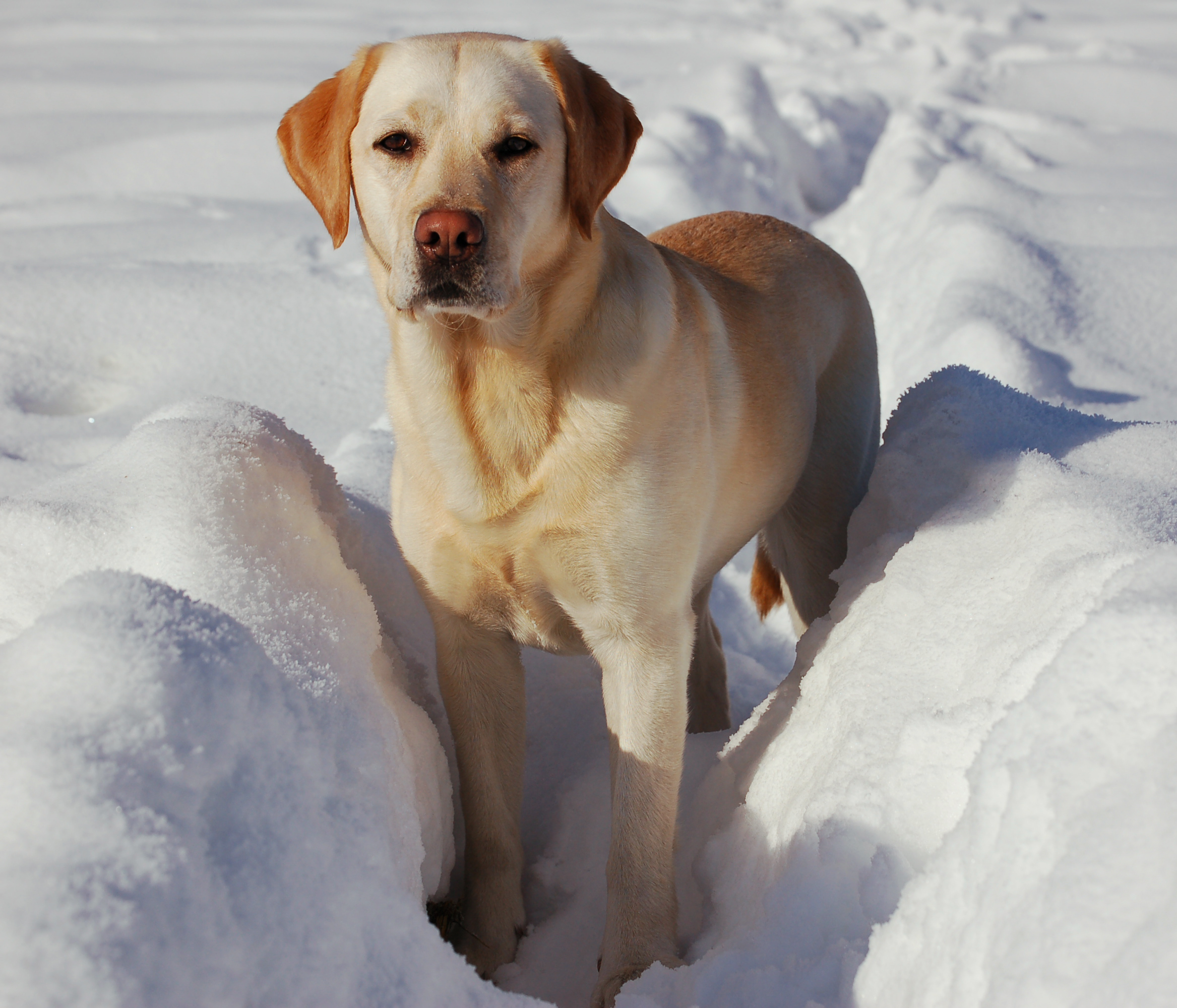 Labrador Retriever In The Snow Hd Wallpaper Background Image