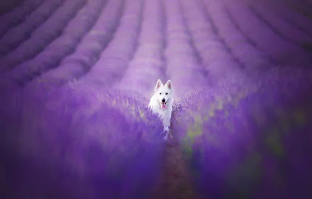  The Berger Blanc Suisse is a breed of dog from Switzerland. by Veee