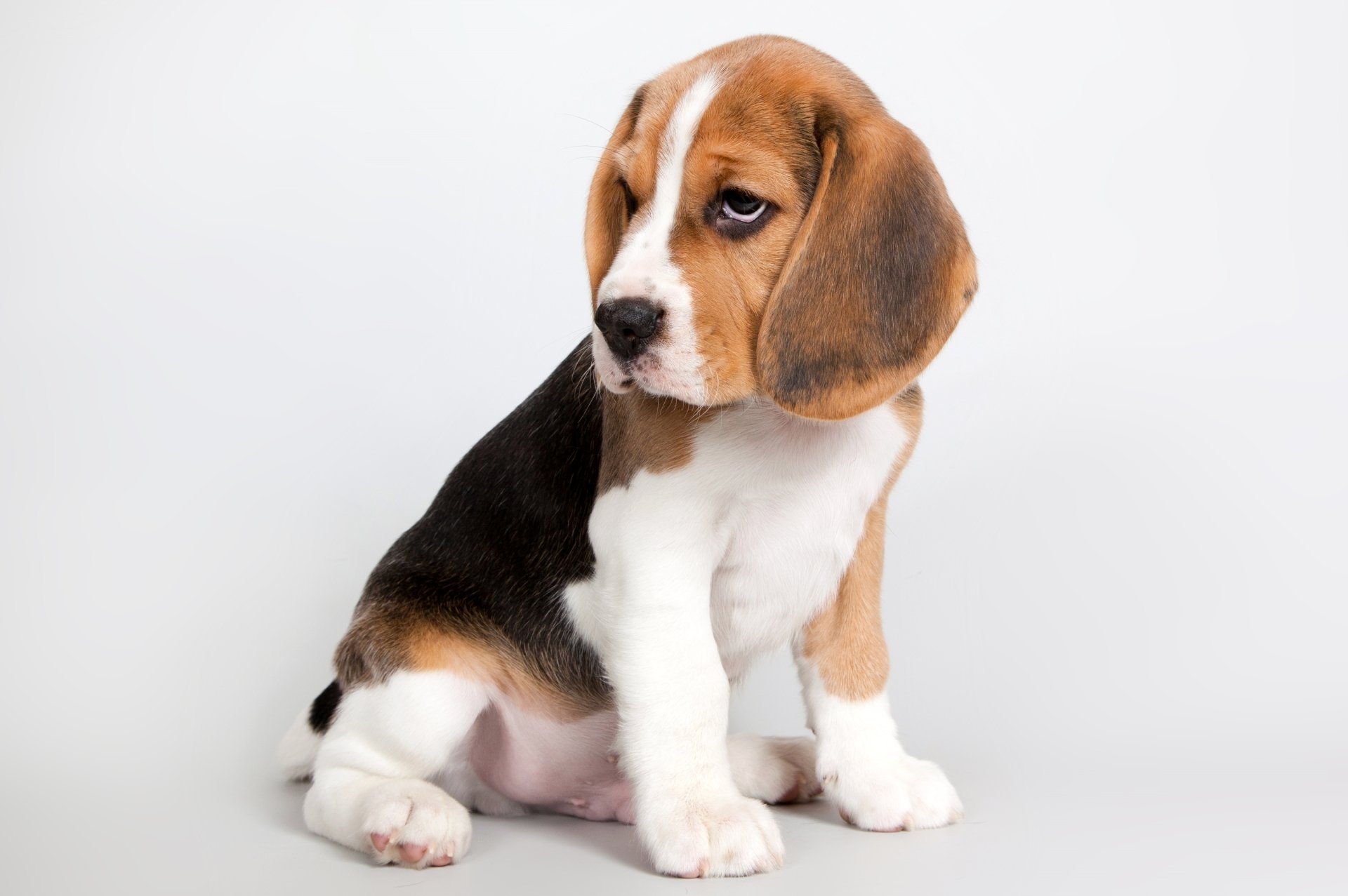 Cute Beagle Puppy Hd Wallpaper