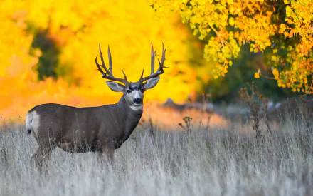 buck grass Animal deer HD Desktop Wallpaper | Background Image