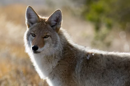 Close-up HD desktop wallpaper of a coyote, a canine mammal, with a sharp stare and a softly blurred natural background.