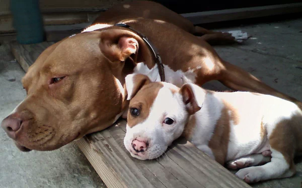 HD desktop wallpaper featuring a brown and white pit bull laying affectionately next to a pit bull puppy on a wooden plank.