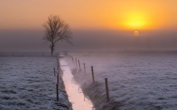 Nature Fog Stream Lonely Tree Horizon Landscape Sunrise HD Wallpaper | Background Image