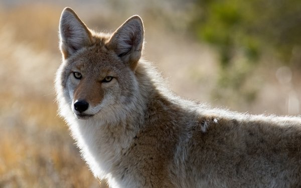 Animal Coyote Close-Up Mammal Canine Blur Stare HD Wallpaper | Background Image