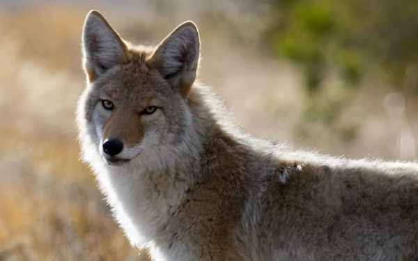 Close-up HD desktop wallpaper of a coyote, a canine mammal, with a sharp stare and a softly blurred natural background.