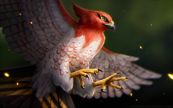 Anime Pokémon Talonflame Bird HD Wallpaper | Background Image