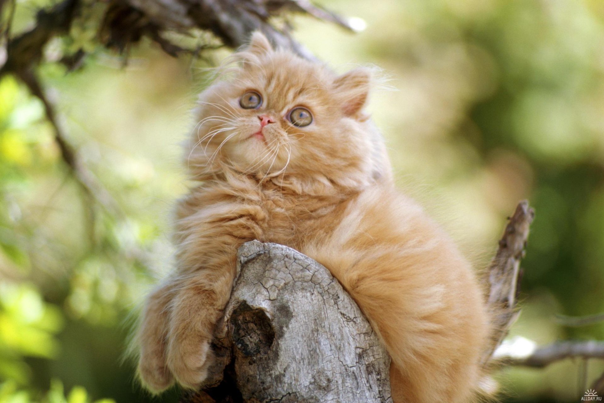 A fluffy orange kitten with big eyes rests on a tree stump, surrounded by greenery. This HD image captures the playful essence of these adorable animals, making a lovely desktop wallpaper.