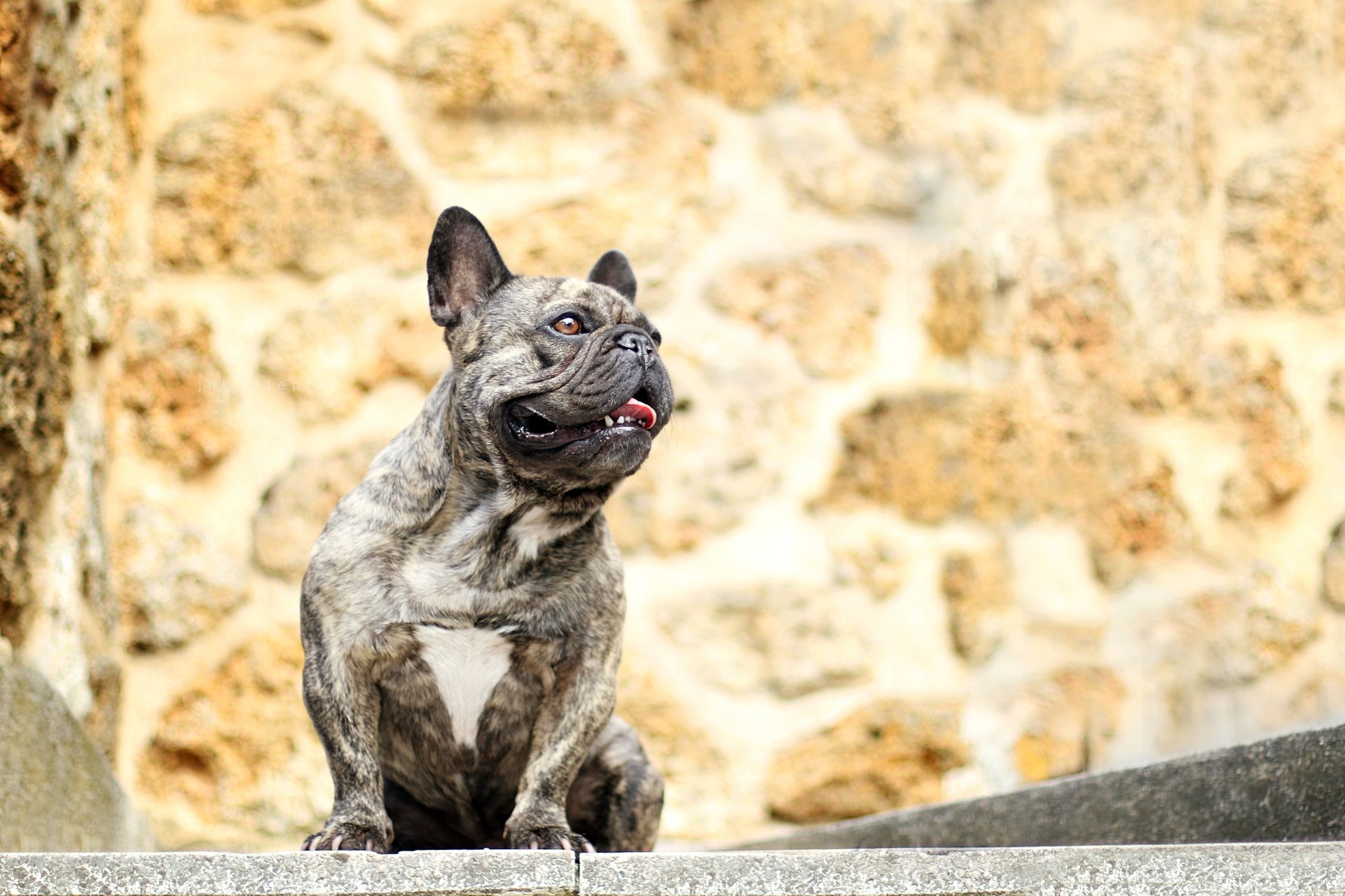 4K Ultra HD PC desktop wallpaper featuring a brindle French bulldog standing against a rustic stone wall background.