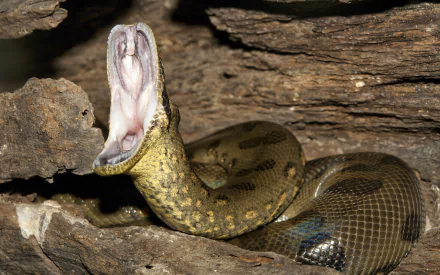  Open mouthed large green anaconda