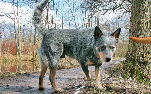  Bluey (7 Jun 1910 – 14 Nov 1939) was an Australian cattle dog