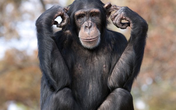 Animal Chimpanzee Monkeys Monkey HD Wallpaper | Background Image
