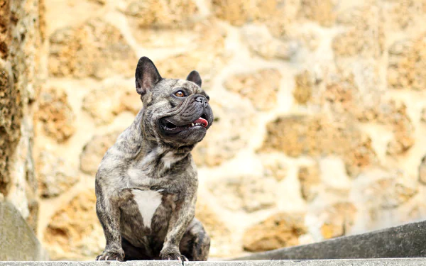 4K Ultra HD PC desktop wallpaper featuring a brindle French bulldog standing against a rustic stone wall background.