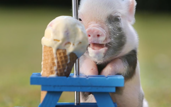 Animal Pig Ice Cream Baby Animal Cute HD Wallpaper | Background Image