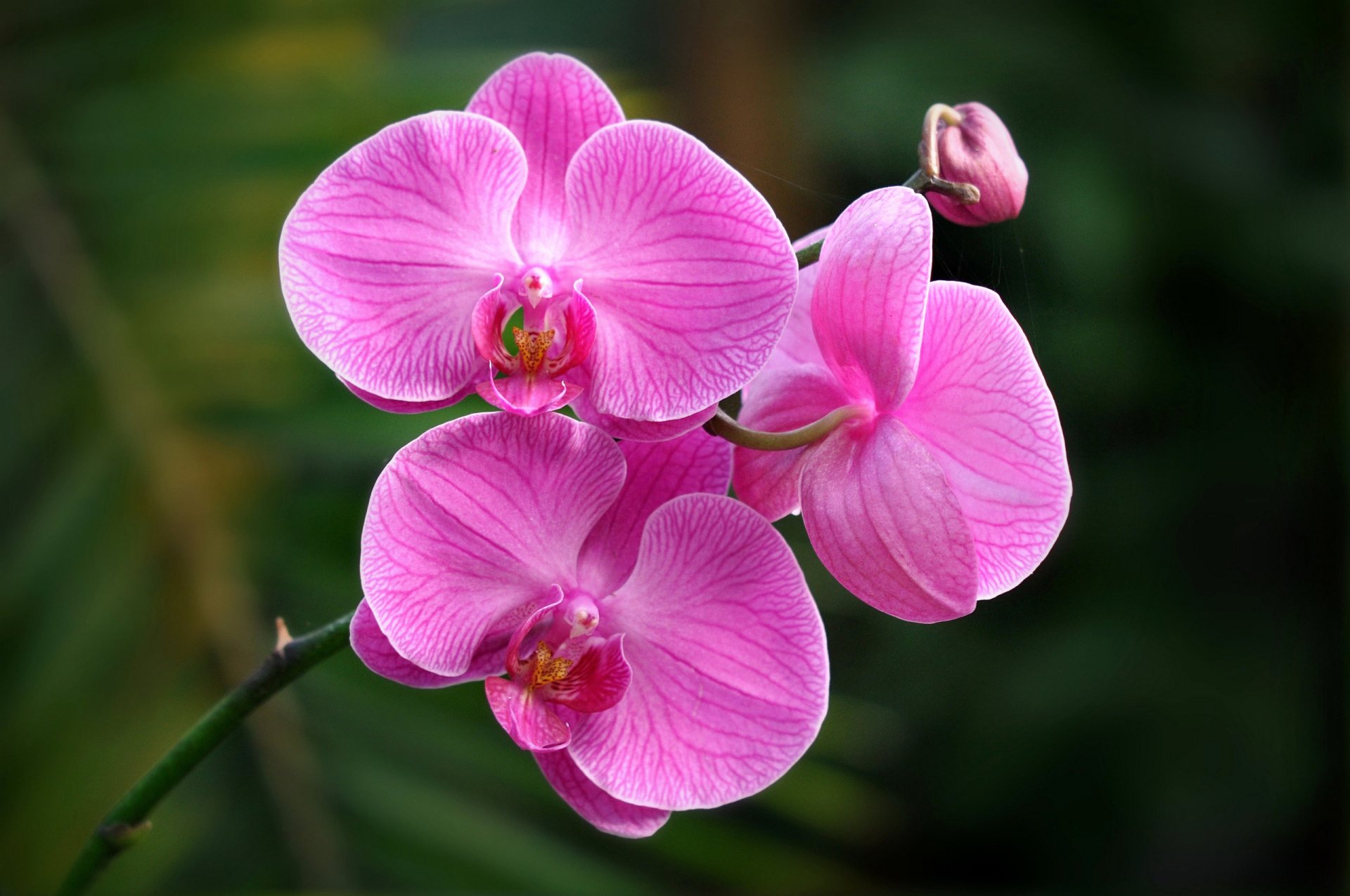 Orchid HD Wallpaper | Background Image | 2560x1700 | ID:717689