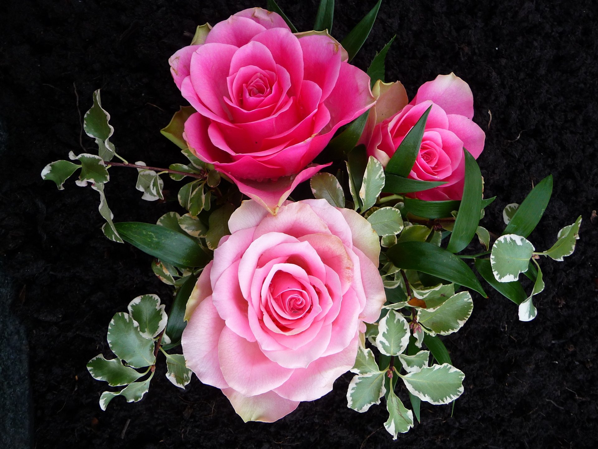 A beautiful arrangement of three pink roses surrounded by lush green leaves, set against a dark background, creating a vibrant and serene nature-themed wallpaper.