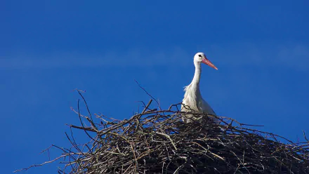 White stork perched atop a large nest against a clear blue sky, captured in an HD desktop wallpaper showcasing the bird in its natural habitat.