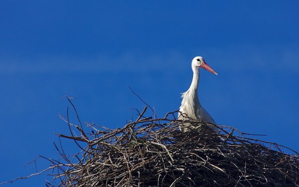 Animal White stork Birds Storks Stork Bird Nest HD Wallpaper | Background Image