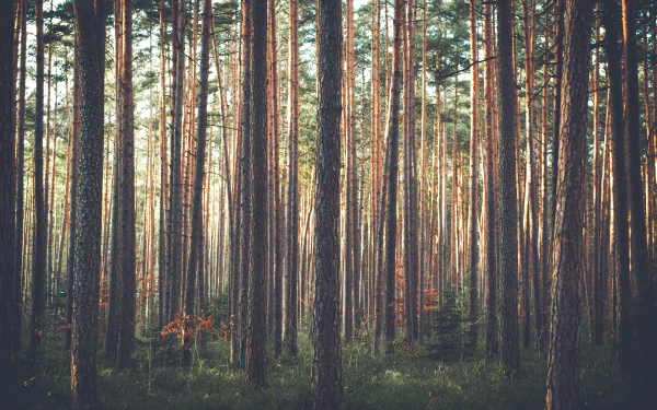 tree pine nature forest HD Desktop Wallpaper | Background Image