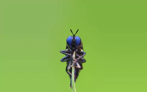 A close-up image of an insect with striking blue eyes perched on a slender twig against a smooth green background, suitable as a vibrant HD PC desktop wallpaper.