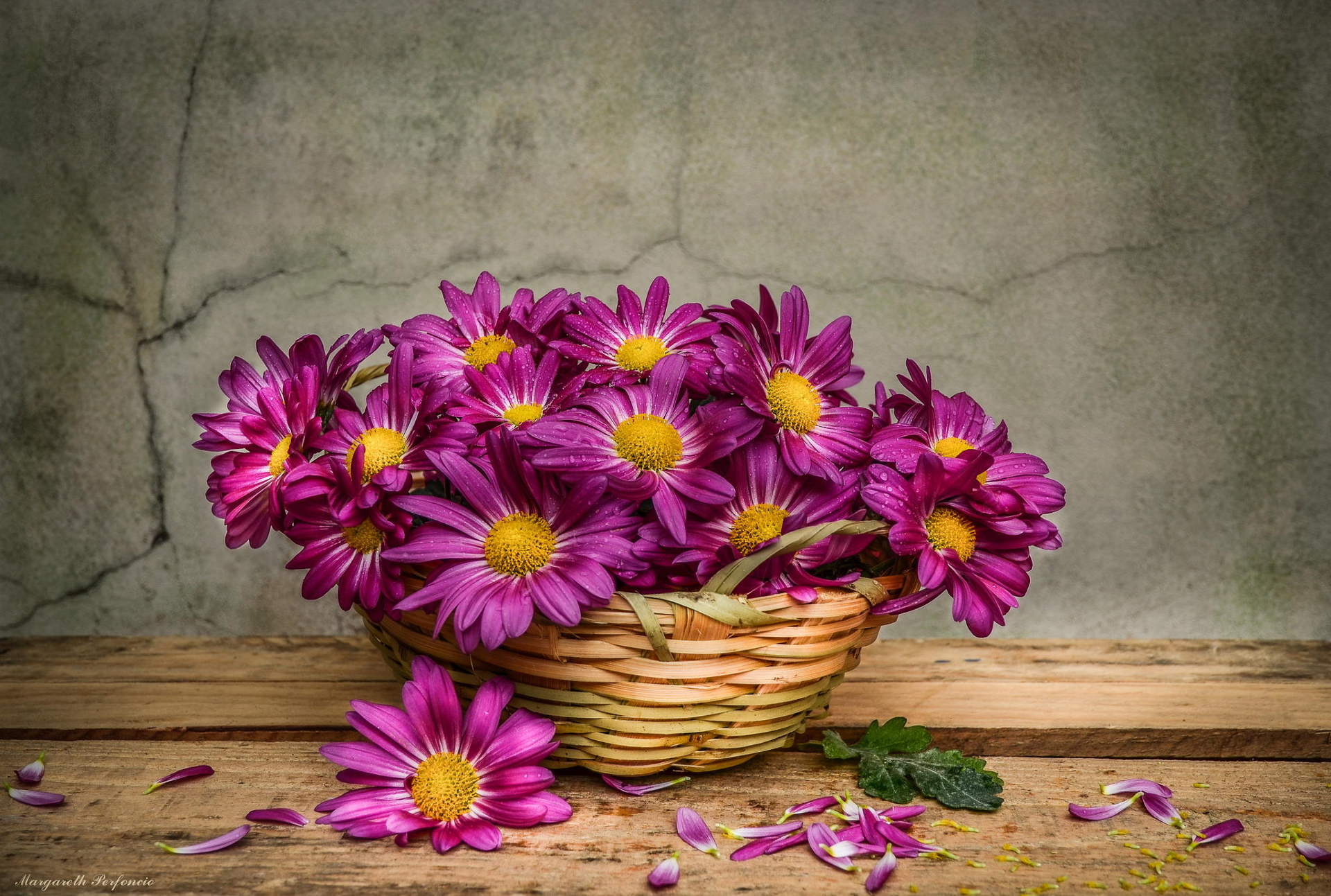 Download Purple Flower Basket Flower Nature Daisy HD Wallpaper