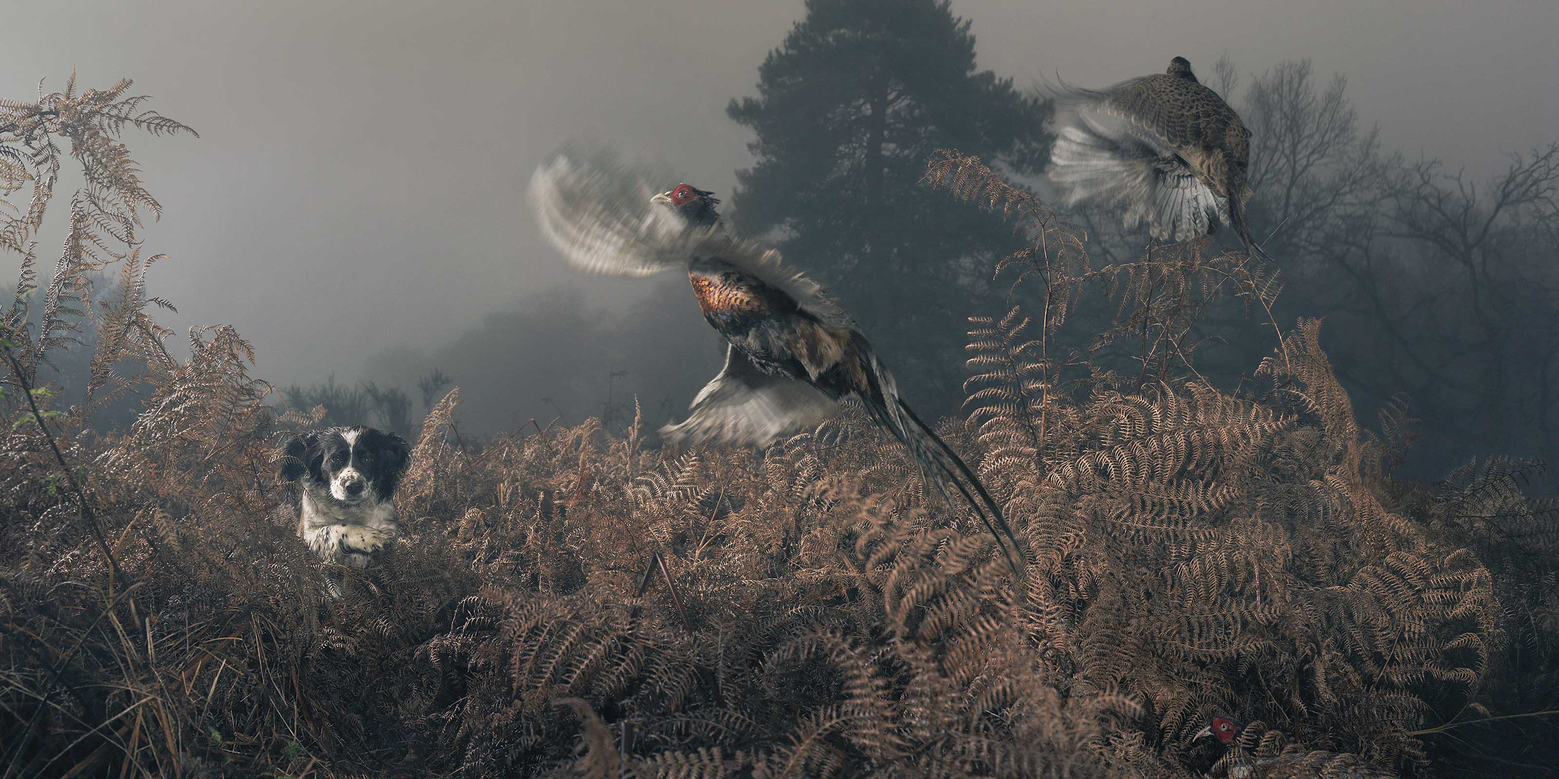 Springer and pheasants, Tim Flach by Tim Flach