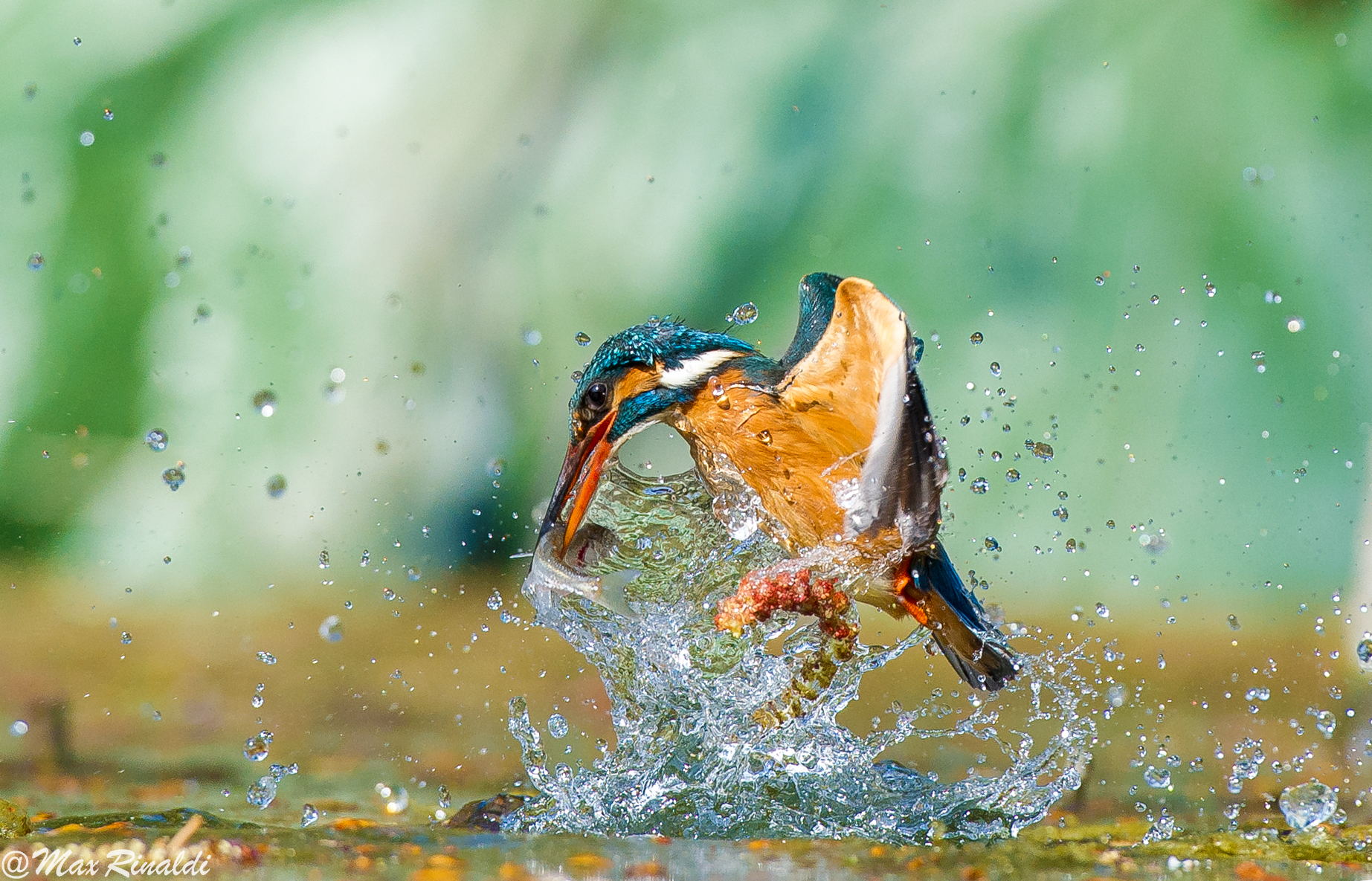 kingfisher catching a fish in the water by Max Renaldi