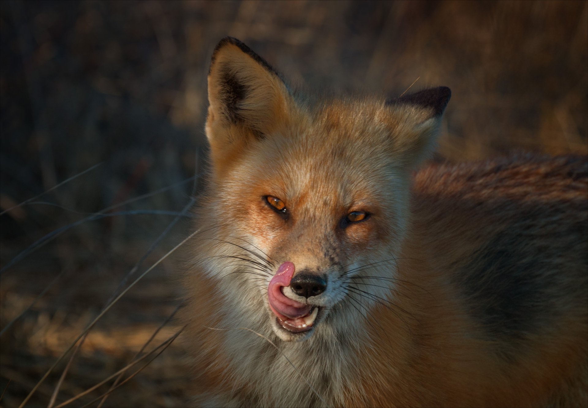 5K Ultra HD PC desktop wallpaper: close-up of an animal fox with amber eyes licking its lips, warm fur and soft woodland background.