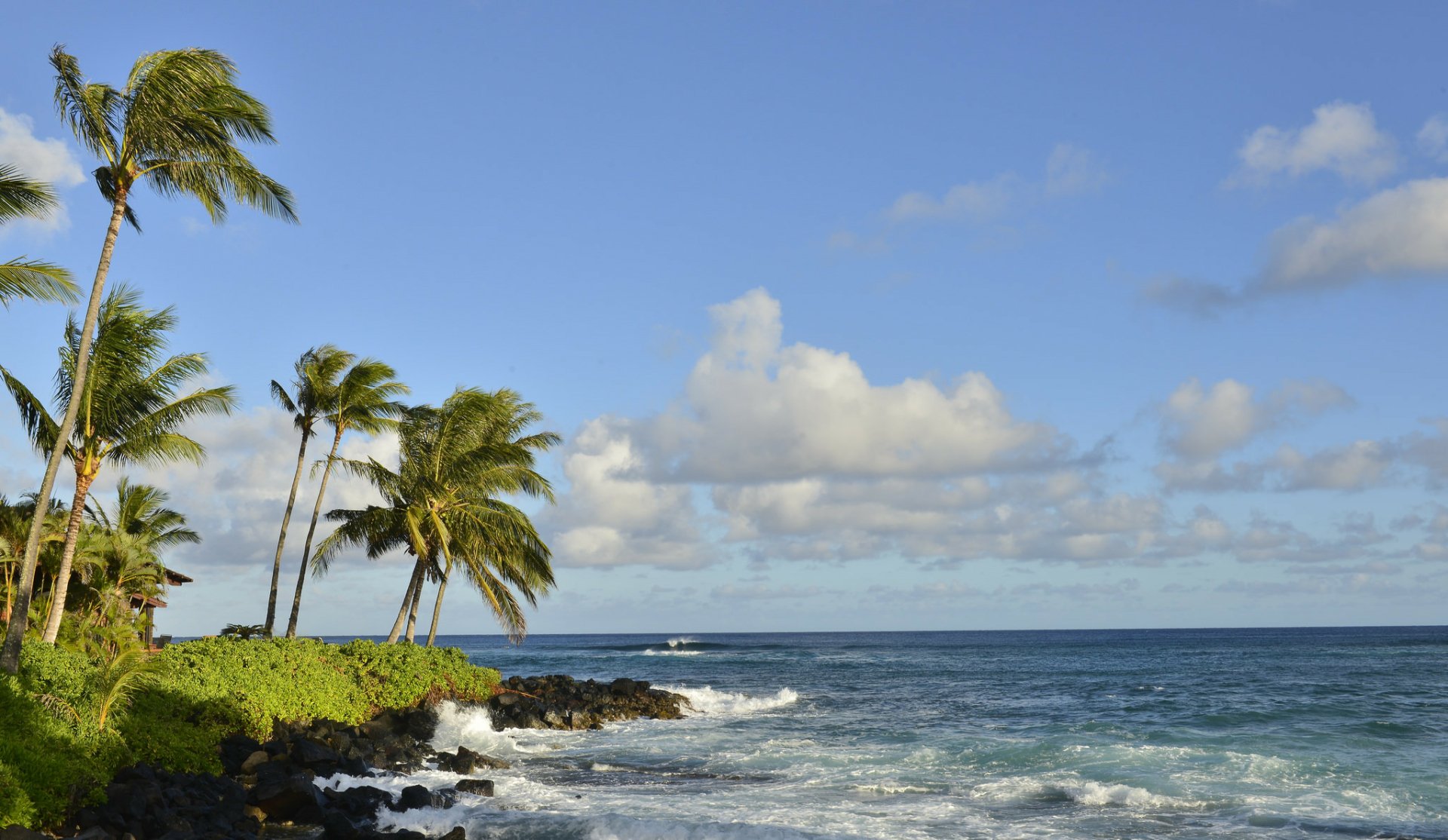 Download Sky Horizon Palm Tree Nature Ocean Tree HD Wallpaper ...