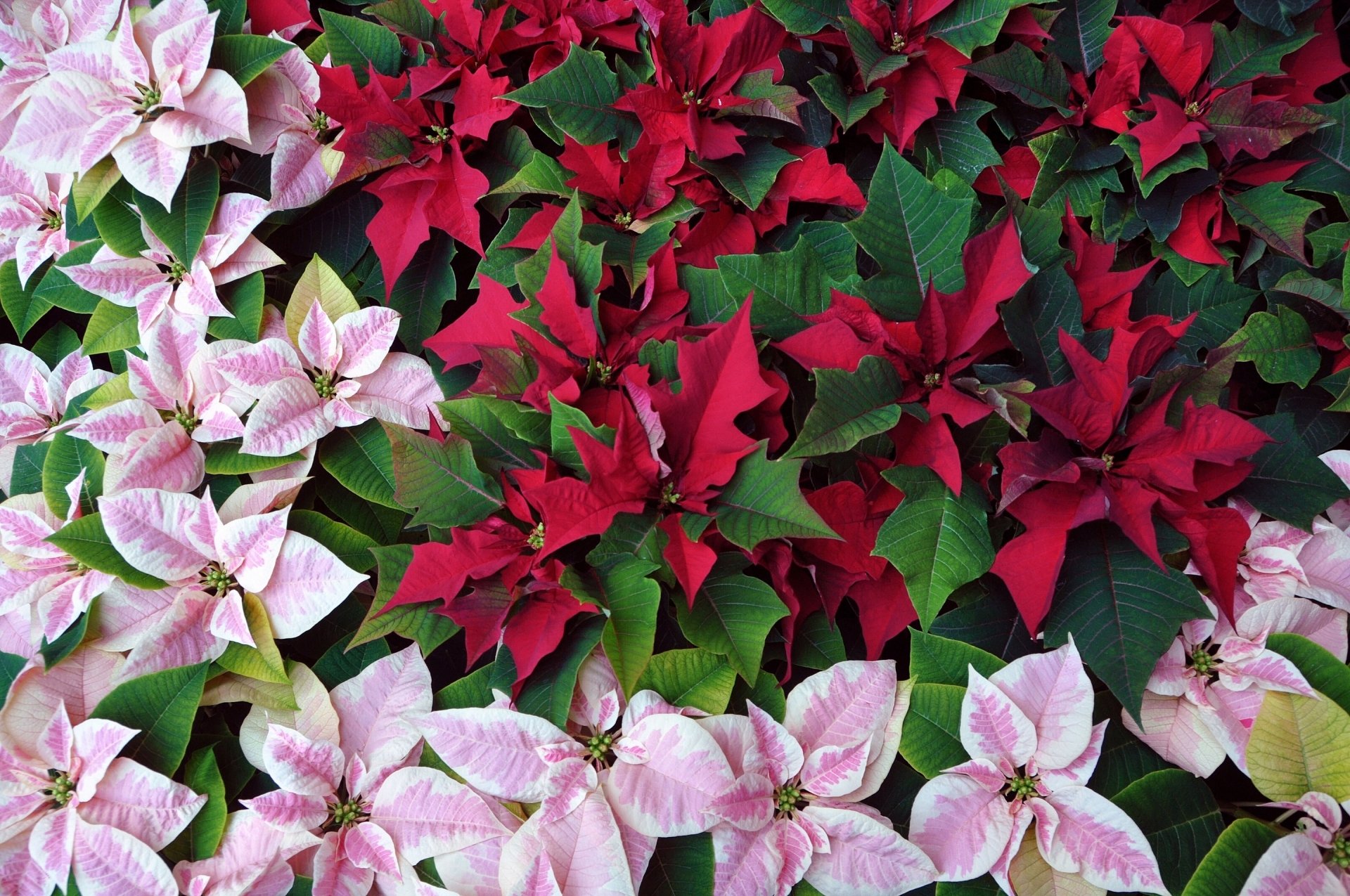 Poinsettias Fondo de pantalla HD | Fondo de Escritorio | 2880x1912 | ID