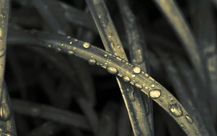 HD desktop wallpaper featuring a close-up of water drops glistening on intertwined natural leaves. The image tags are nature and water drop.