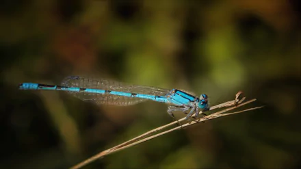 Vivid blue dragonfly (insect, Animal) perched on a dry grass stem against blurred green-brown bokeh — 2K Quad HD PC desktop wallpaper/background.