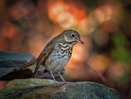 Hermit Thrush by Kathy Macpherson Baca