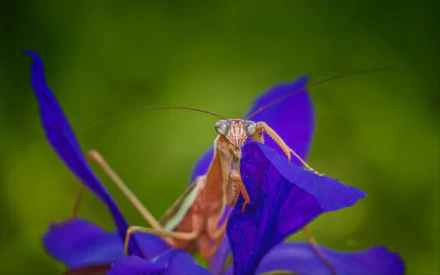 insect Animal praying mantis HD Desktop Wallpaper | Background Image