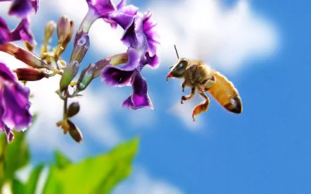 HD desktop wallpaper of a bee flying near vibrant purple flowers, set against a bright blue sky with fluffy white clouds in the background.