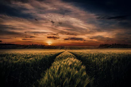 HD summer landscape wallpaper showing a sunset sky over a vast field, blending warm and dark hues in nature's serene beauty.