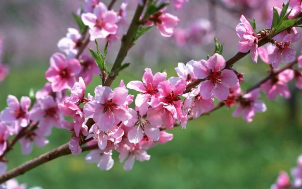 A close-up of delicate pink blossoms on a branch, set against a soft green background, showcasing the beauty of nature. This HD image makes an inspiring desktop wallpaper.