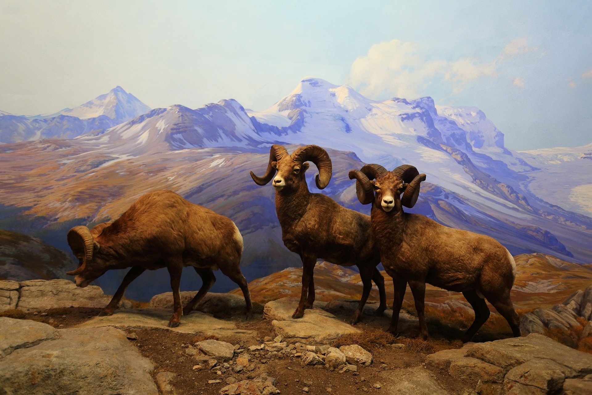 Animal scene — HD PC desktop wallpaper of three bighorn sheep on a rocky alpine ledge with snow-capped mountains in the background.