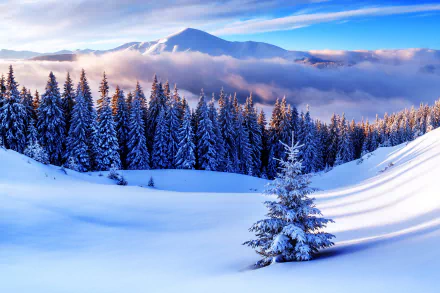  Winter Mountain Forest