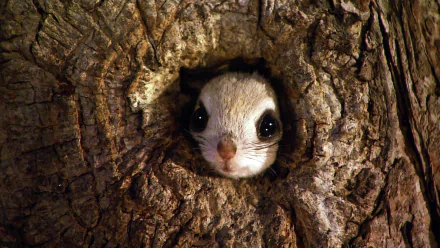  Japanese Dwarf Squirrel in a Tree
