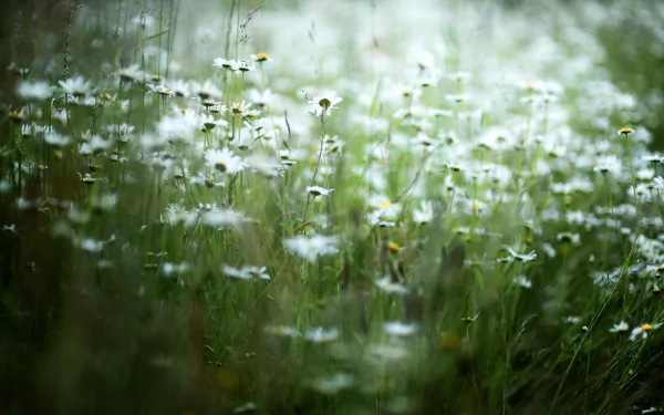 nature white flower flower HD Desktop Wallpaper | Background Image